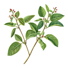 Fototapeta premium Licorice Plant, watercolor clipart showing delicate textures and whimsical forms, isolated on a white background.