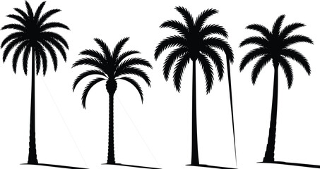 Obraz premium Set of tropical palm tree silhouettes isolated on white background, detailed vector illustration of exotic beach plants with shadows, perfect for summer design projects