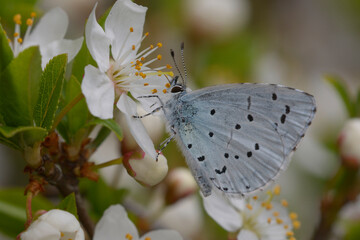 Holly Blue butterfly Celastrina argiolus feeding on white spring blossoms © Yurii Zushchyk