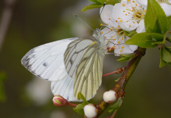 Green-veined white butterfly Pieris napi feeding on white spring blossoms © Yurii Zushchyk