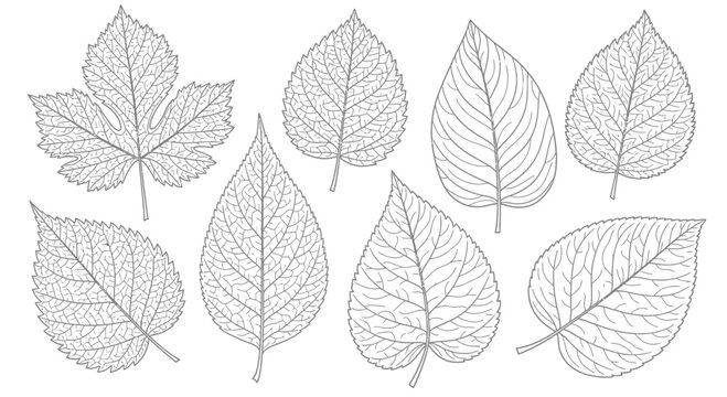 Detailed botanical leaf illustrations showcasing diverse leaf shapes and venation patterns for