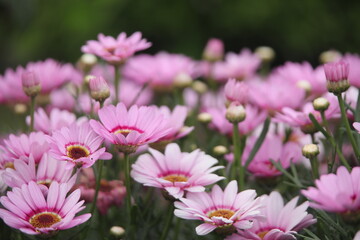 Fototapeta premium Marguerite Daisy
