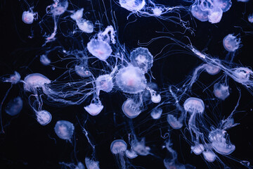 Translucent jellyfish with long tentacles floating in deep water. A mesmerizing swarm of jellyfish with thread-like tentacles. Soft purple and blue bioluminescence against a dark marine background. © andrbk