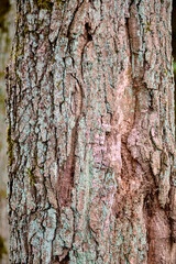 Obraz premium Close-up of Quercus Tree Bark texture with natural brown and gray tones