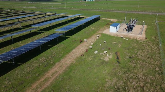 Sheep grazing in a solar farm with rows of photovoltaic panels in a green meadow generating renewable energy from the sun in the countryside of Spain