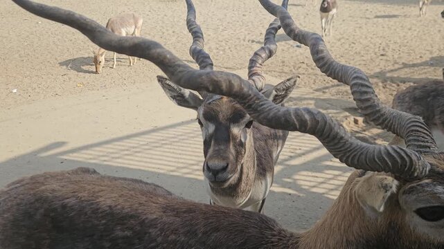 Deer Herd in Open Park at Mathura India