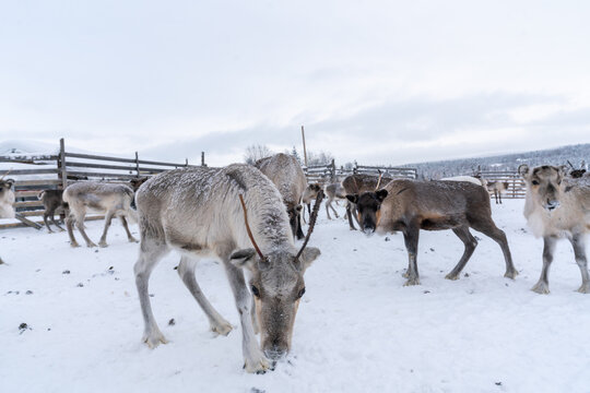 deer in snow