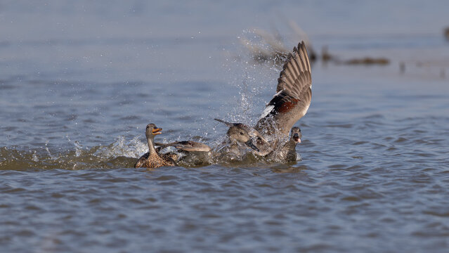 Gadwall (Mareca strepera) Squabbling