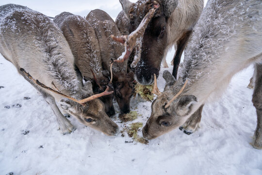 deer in the snow eating