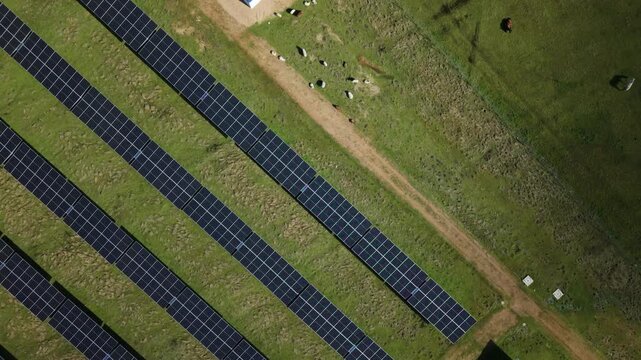 Aerial view of grazing sheep wandering through solar farm panels in a grassy field in Spain, illustrating sustainable clean energy and agrivoltaics coexistence