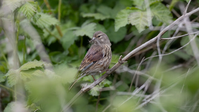 Female Common Linnet (Linaria cannabina) with Nesting Material