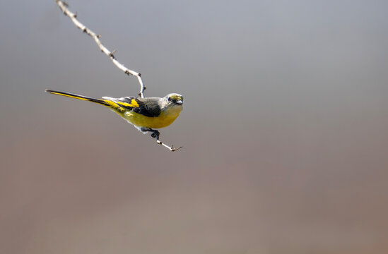 Long tailed minivet perched gracefully upon slender branch within serene forest surroundings
