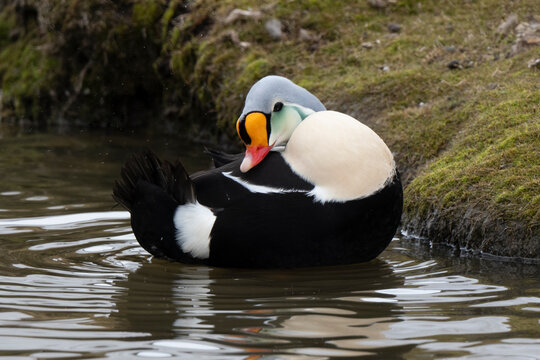 Eider &agrave; t&ecirc;te grise