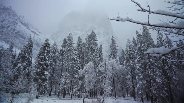 Snow covered pine forest in Yosemite National Park, tranquil wide shot with frost laden branches and muted palette, ranger patrol hint among trunks, distant granite peak softened by mist