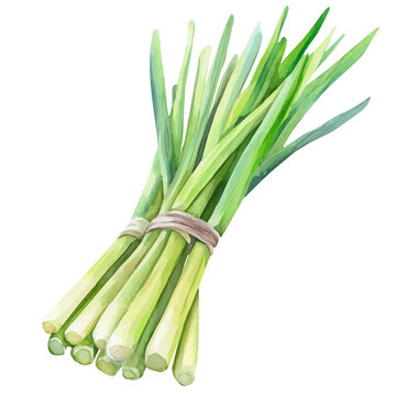 watercolor of Lemongrass High Quality painting, isolated on a white background.