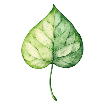 watercolor of Laceleaf High Quality draw graphic, isolated on a white background.