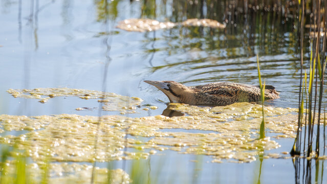 Eurasian Bittern (Botaurus stellaris) Swimming