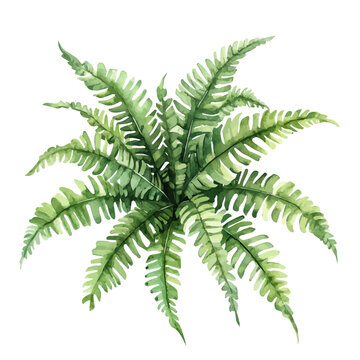 Kimberly Queen Fern High Quality, watercolor artwork with intricate patterns and vibrant, isolated on a white background.