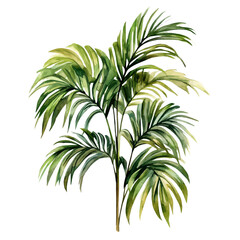 Kentia Palm High Quality, watercolor vector depicting playful antics, isolated on a white background. © velora