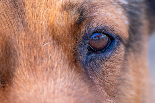 Oko psa z widokiem na dom.