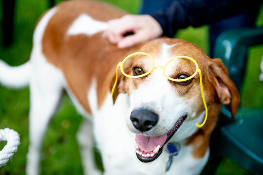 A Treeing Walker Coonhound poses in a pair of plastic novelty glasses, happy expression fully intact, apparently unbothered by the accessory someone decided to add to the situation. 