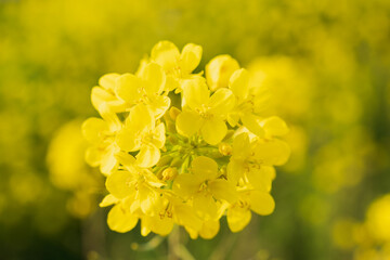 Obraz premium 春の花 夕方の菜の花のクローズアップ05