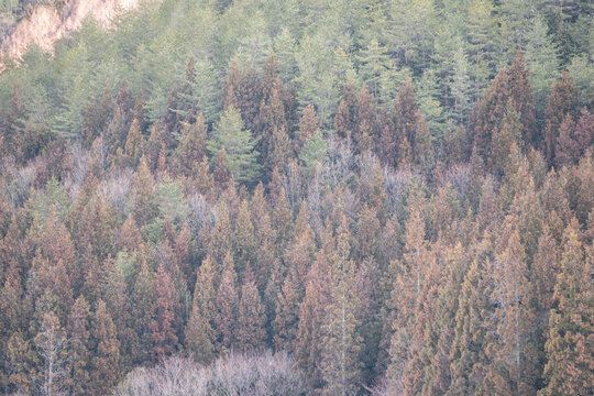 春先に赤褐色に色づくスギ林と里山の山肌の風景