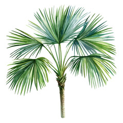 Fototapeta premium Fan Palm High Quality, watercolor clipart showing delicate textures and whimsical forms, isolated on a white background.