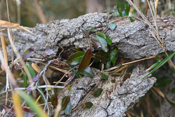 木の幹と枝葉が重なる森の静かな一角 © caeruhub