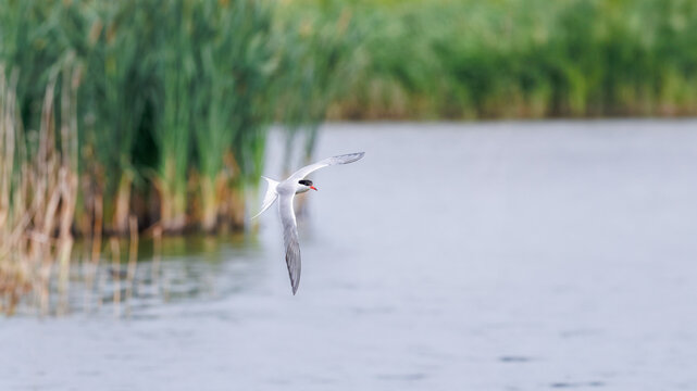 Common Tern (Sterna hirundo) in Flight