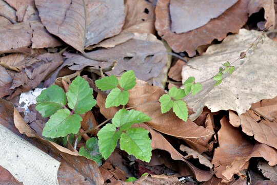 Cayratia trifolia (Fox Grape) emerging from decaying forest floor leaves, symbolizing resilience, renewal, and new beginnings in the quiet autumn woods.
