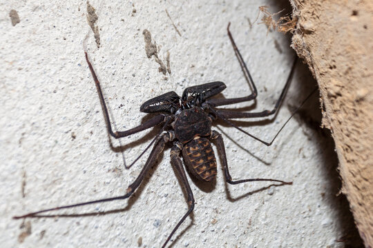 A tailless whip scorpion photographed at night creeping out from a crevice on the side of a building in Costa Rica