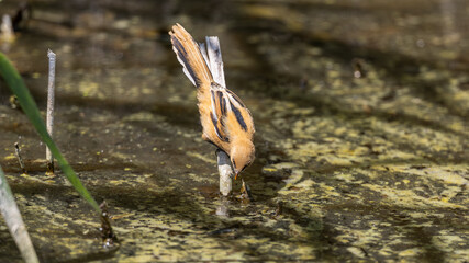 Juvenile Bearded Tit or Bearded Reedling (Panurus biarmicus)  © Richard Hadfield
