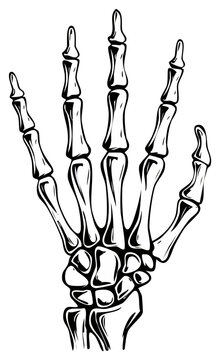 Detailed Illustration of a Human Skeleton Hand with Visible Bones and Joints