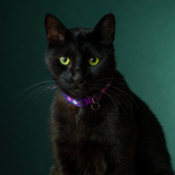 portrait of a black cat