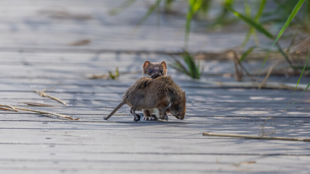 Stoat (Mustela erminea) and European Water Vole (Arvicola amphibius) Prey