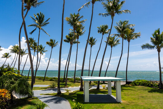 Gazebo with palm trees in the Caribbean, Puerto Rico