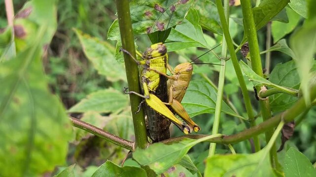 Bright yellow grasshoppers mating on green plant stems with spotted leaves