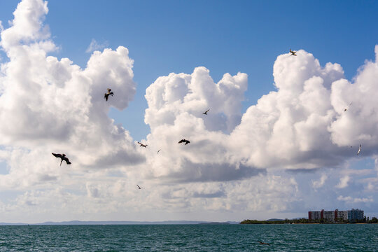 Pelicans  diving for dinner in the caribbean 