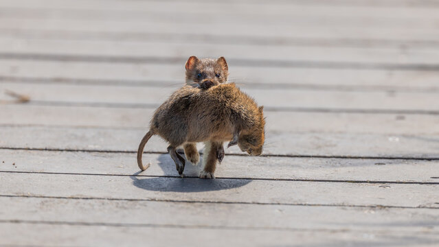 Stoat (Mustela erminea) and European Water Vole (Arvicola amphibius) Prey Trotting Towards the Camera