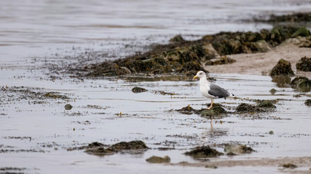 Lesser Black-Backed Gull (Larus fuscus) on a Beach