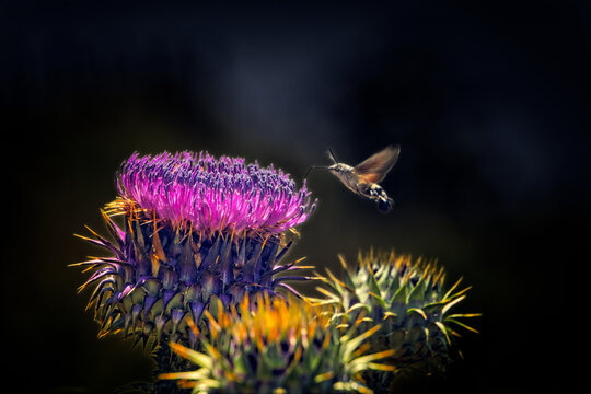Bee in Flight Approaching Thistle Flower. A bee frozen in flight approaching a purple thistle flower (Cirsium sp.). Wings in motion blur. Natural light. Sicily, Italy.