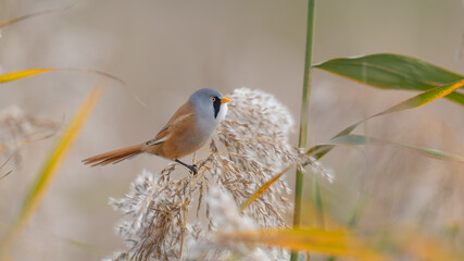 Male Bearded Tit or Bearded Reedling (Panurus biarmicus) Perched on a Reed © Richard Hadfield