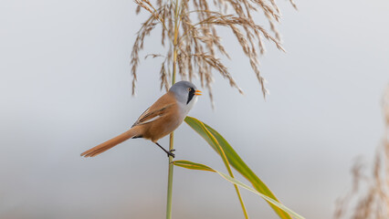 Male Bearded Tit or Bearded Reedling (Panurus biarmicus) Perched on a Reed © Richard Hadfield