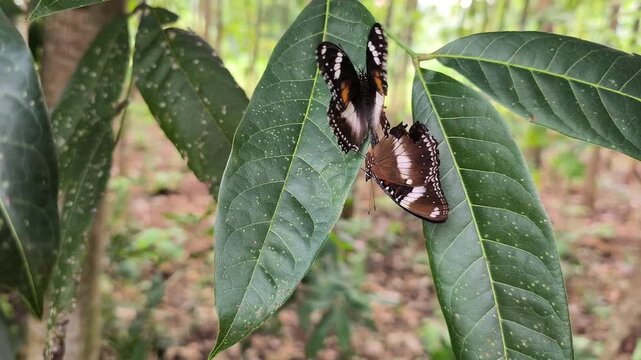 Two butterflies mating on mahogany leaf in natural forest environment closeup scene