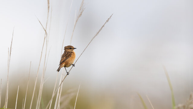 Male European Stonechat (Saxicola rubicola) on a Grass Stem