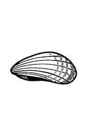 A vintage-style illustration of an ornate bivalve shell on a dark background © Dani