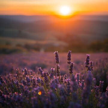lavender flowers field sun setting background unwind golden sunset sky natural shaders good morning light space landscaping calming