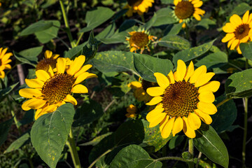 Sunflower Field Blooming In Sunlight Summer Day