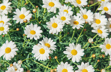 Fototapeta premium Daisies bloom in a flowerpot. Selective focus.